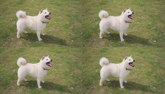 草地上的白色柴犬高清在线视频素材下载