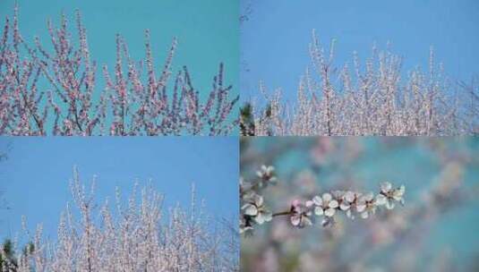 4K唯美桃花合集自然风景春暖花开高清在线视频素材下载