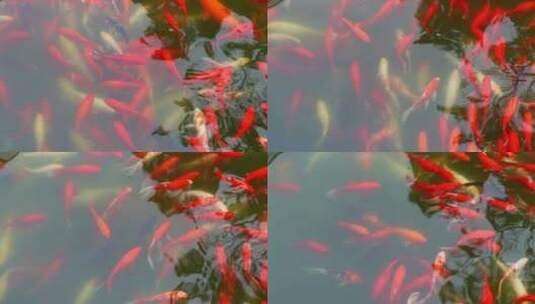 景点锦鲤鱼水塘景观，锦鲤鱼水塘景观视频高清在线视频素材下载