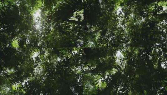 树枝 树叶 阳光高清在线视频素材下载