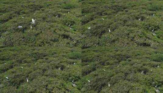 红树林白鹭航拍高清在线视频素材下载