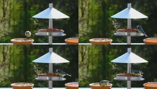 在人造投食器进食的小鸟高清在线视频素材下载