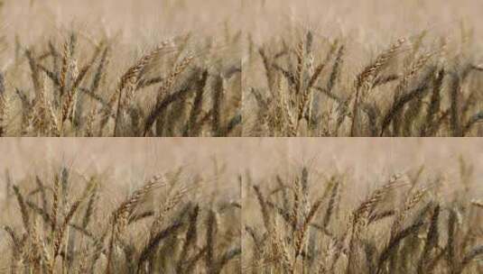 小麦 麦田 丰收 麦浪 青麦 小麦生长高清在线视频素材下载