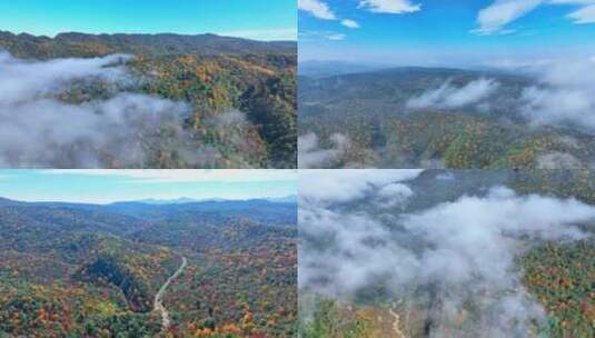 天然氧吧唯美森林云雾航拍风景空镜合集高清在线视频素材下载