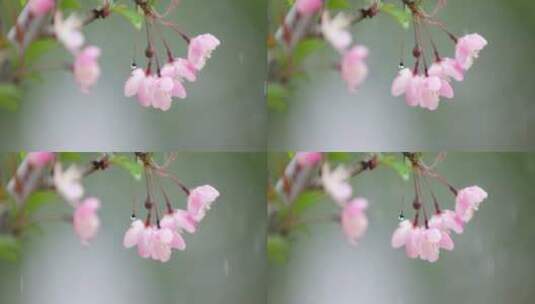 垂丝海棠 绿叶 细雨 9高清在线视频素材下载
