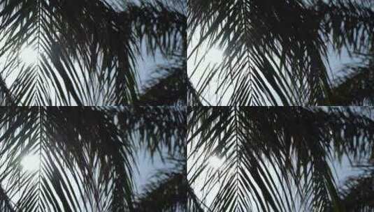 海边的棕榈树特写高清在线视频素材下载