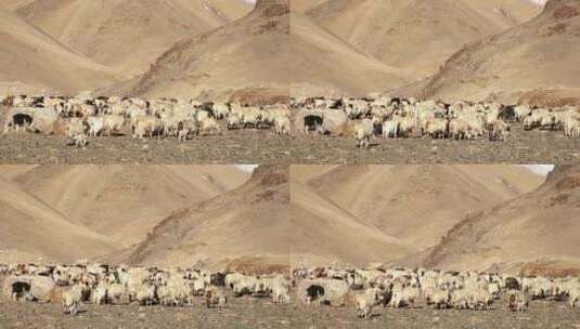西藏那曲当惹雍措湖畔牧场的羊群高清在线视频素材下载