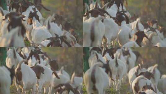 秋天清晨农村成群结队的山羊高清在线视频素材下载