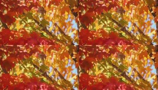 枫叶特写、秋天的枫叶、秋叶树叶高清在线视频素材下载