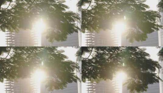 唯美阳光透过树叶高清在线视频素材下载
