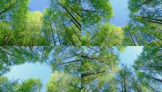 仰拍仰视森林公园树林落羽杉天空旋转合集高清在线视频素材下载