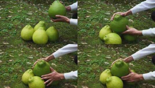 柚子 果园 丰收高清在线视频素材下载