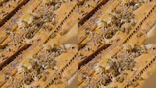 蜜蜂养殖 蜂场 农业高清在线视频素材下载