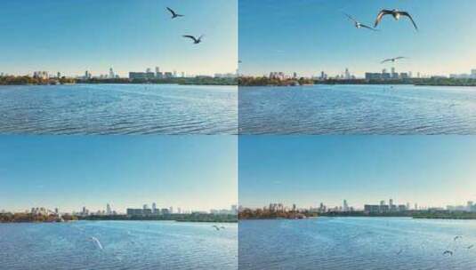 城市湖滨海鸥飞翔高清在线视频素材下载