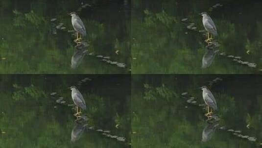 春天雨天杭州西湖水鸟白鹭栖息高清在线视频素材下载