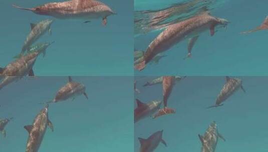海洋 海豚高清在线视频素材下载