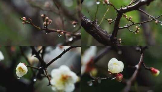 [合集]春天雨水中梅花花朵和梅花花蕾高清在线视频素材下载