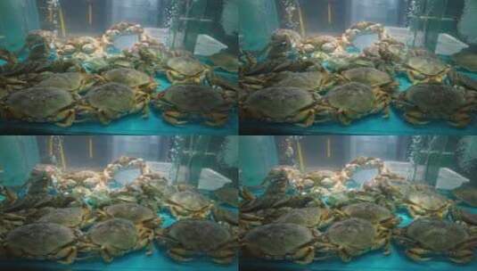 4K海鲜市场海鲜店海鲜食材螃蟹高清在线视频素材下载