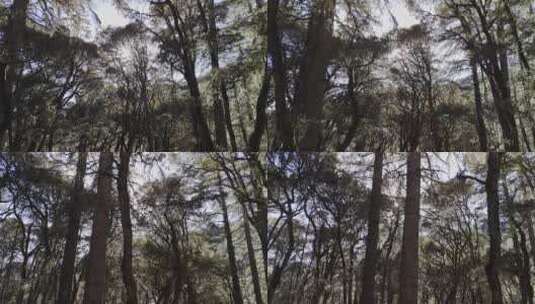 仰拍森林大树丛林空镜高清在线视频素材下载