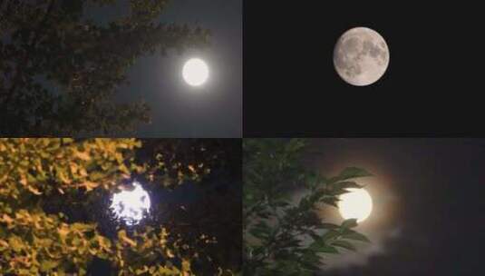 十五的夜晚圆月挂在树梢高清在线视频素材下载