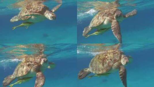 海里的大海龟高清在线视频素材下载