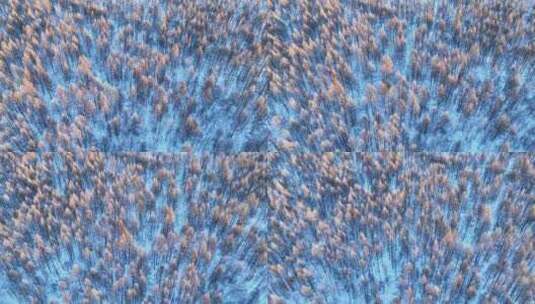 鸟瞰蓝色雪原松林红树梢高清在线视频素材下载