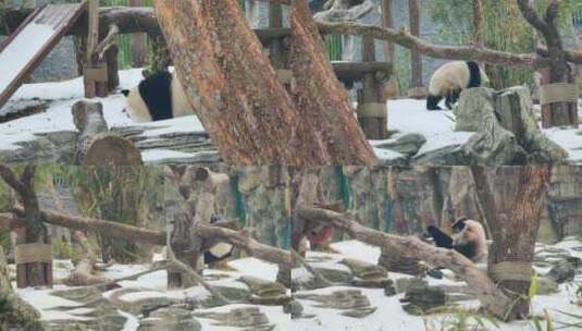 武汉动物园可爱的大熊猫高清在线视频素材下载
