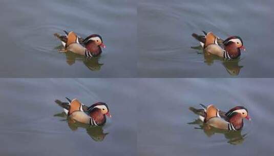 一只在湖里游泳的鸳鸯唯美慢镜高清在线视频素材下载