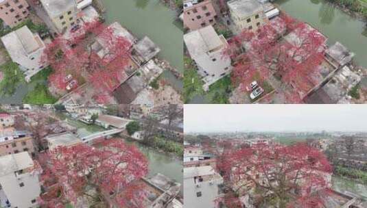 中国广东省广州市南沙区九涌桥东木棉花高清在线视频素材下载