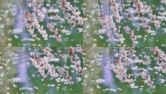 4k池塘边的樱花花簇特写升格高清在线视频素材下载