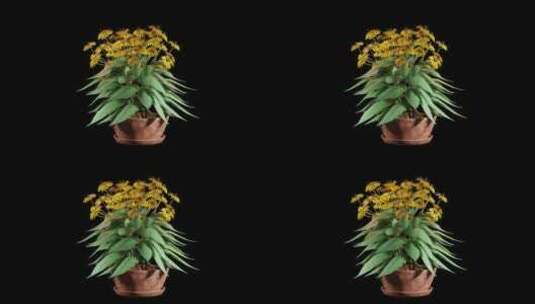 带黄色花朵的动画开花树高清在线视频素材下载