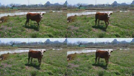 春天牛在紫云英田野里吃草高清在线视频素材下载