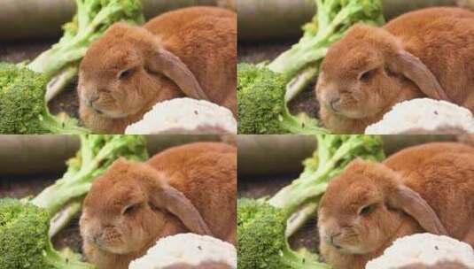棕色的小兔子在吃蔬菜高清在线视频素材下载