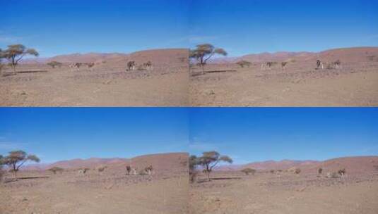西撒哈拉、毛里塔尼亚和摩洛哥的单峰骆驼高清在线视频素材下载