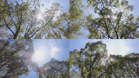 夏天阳光穿过树林树叶子自然风景视频素材高清在线视频素材下载