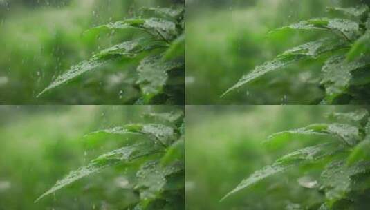 雨水雨滴落在绿色的树叶上高清在线视频素材下载