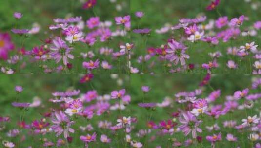 格桑花花朵花瓣花开高清在线视频素材下载