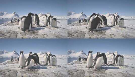 南极阿德利企鹅群雪岩特写高清在线视频素材下载