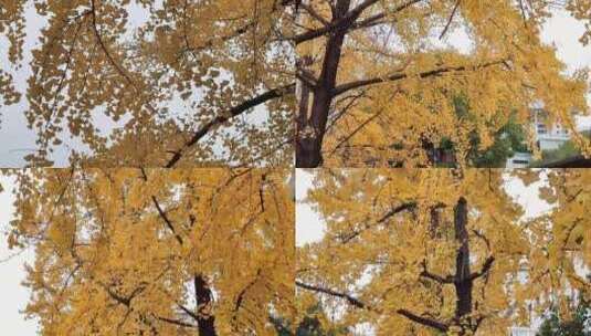 秋天银杏树枝树叶实拍高清在线视频素材下载