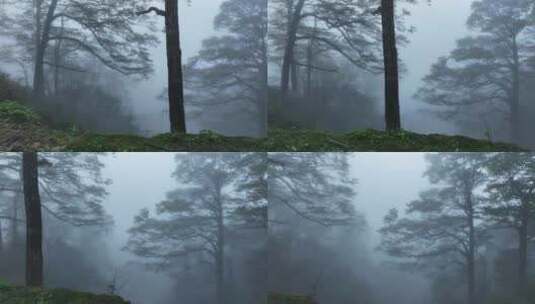 春天大雾弥漫中桂林高山上的树林高清在线视频素材下载
