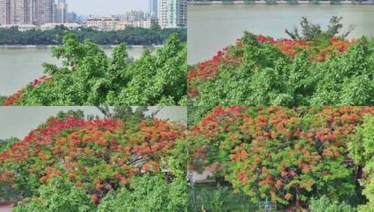 中国广东省广州市越秀区海印桥凤凰花高清在线视频素材下载