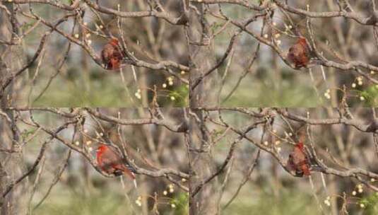一只低地肝唐纳雀栖息在有晨光的树上高清在线视频素材下载