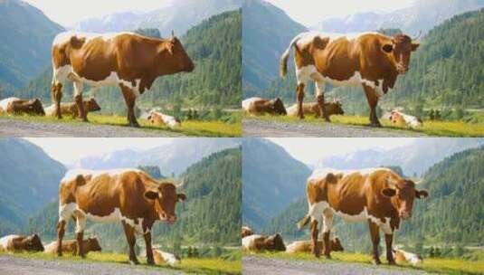 奶牛动物高山森林山脉自然高清在线视频素材下载