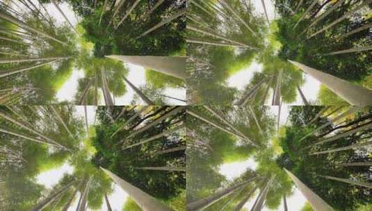 大自然风景美丽的竹海竹林竹子枝繁叶茂高清在线视频素材下载