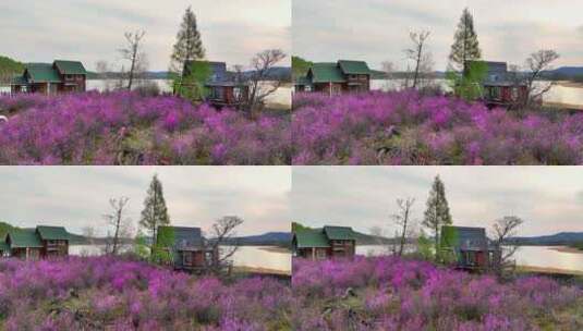 内蒙古达尔滨湖畔花丛木屋高清在线视频素材下载