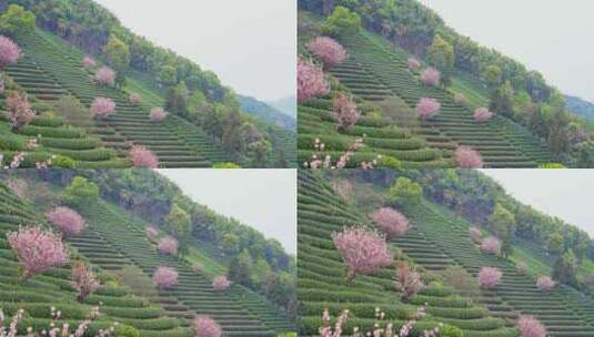 杭州富阳拔山春天樱花茶园风景高清在线视频素材下载