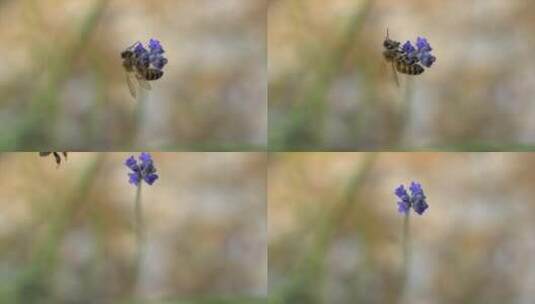 蜜蜂，昆虫，花，授粉高清在线视频素材下载