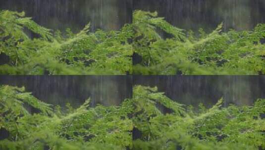 大雨中的植物高清在线视频素材下载