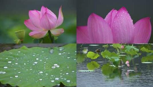 雨中荷花水滴荷花倒影中国风意境高清在线视频素材下载