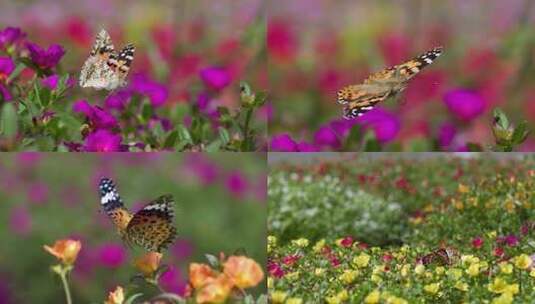 蝴蝶飞舞采蜜慢动作花坛花园高清在线视频素材下载